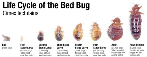 Bed bugs