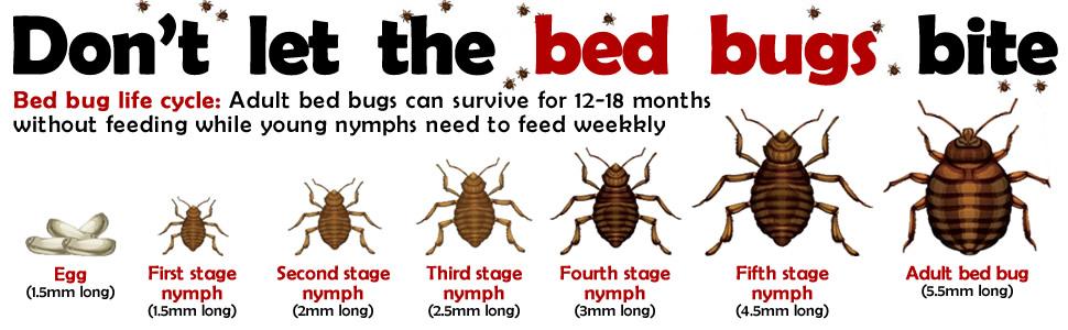 bed bugs
